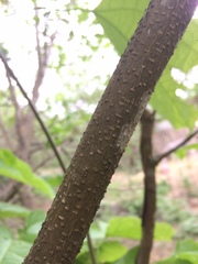 Fridericia schumanniana