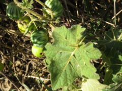 Solanum myriacanthum
