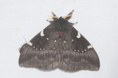 Paradirphia andicola