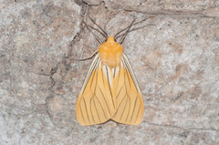 Pseudischnocampa nervosa