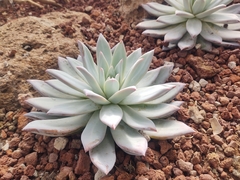 Echeveria colorata