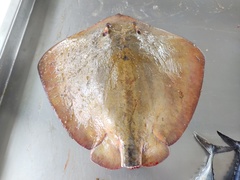 Dasyatis hypostigma