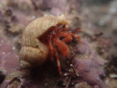 Pagurus pubescens