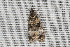 Eudonia protorthra