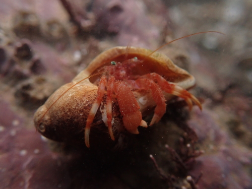 downy hermit crab