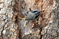 Poecilometis strigatus