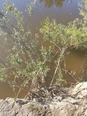 Baccharis salicifolia