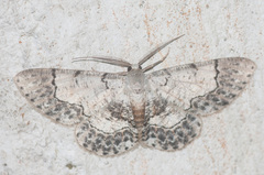 Stenalcidia latimedia