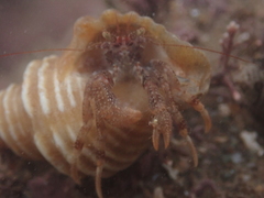 Pagurus pubescens