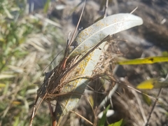 Salix lasiolepis