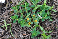 Euphorbia stracheyi