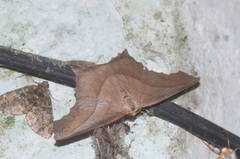 Eutomopepla rogenhoferi