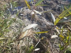 Salix lasiolepis
