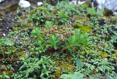 Euphorbia stracheyi