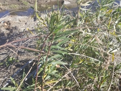 Salix lasiolepis