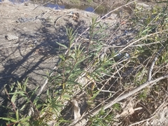 Salix lasiolepis