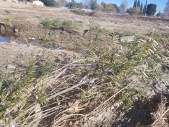 Salix lasiolepis