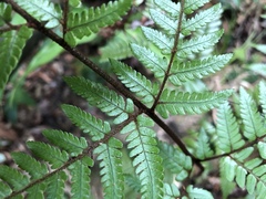 Dryopteris formosana