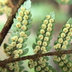Dryopteris formosana