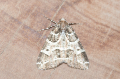 Cargolia arana