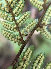 Dryopteris formosana
