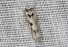 Lichenaula appropinquans