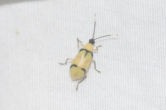 Diabrotica arcuata
