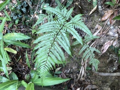 Dryopteris formosana