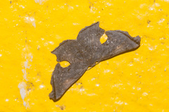 Crypsicoela subocellata