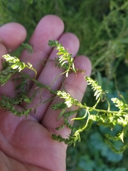 Amaranthus