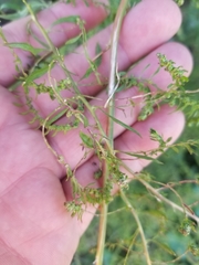 Amaranthus