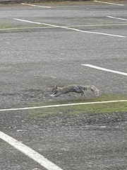 Sciurus carolinensis