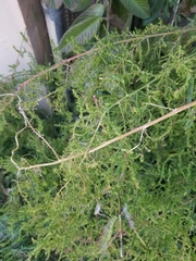 Amaranthus