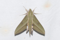 Xylophanes huloti