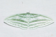 Dyspteris gigantea