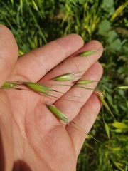 Avena fatua