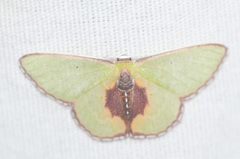 Synchlora astraeoides