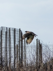 Buteo buteo