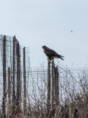 Buteo buteo