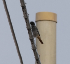 Phoenicurus ochruros