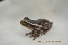 Trachycephalus quadrangulum