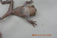 Trachycephalus quadrangulum