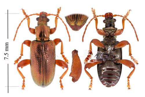 Plateumaris rufa (Say, 1826)