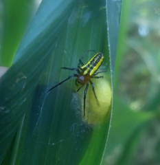 Alpaida bicornuta