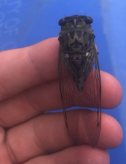 Neotibicen pruinosus