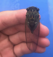 Neotibicen pruinosus