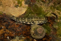 Twin-Spotted Frillfin photo 1