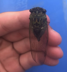 Neotibicen pruinosus