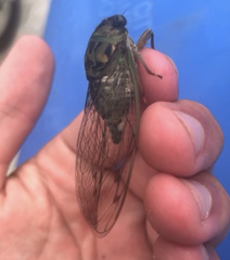 Neotibicen pruinosus