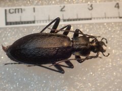 Carabus procerulus procerulus